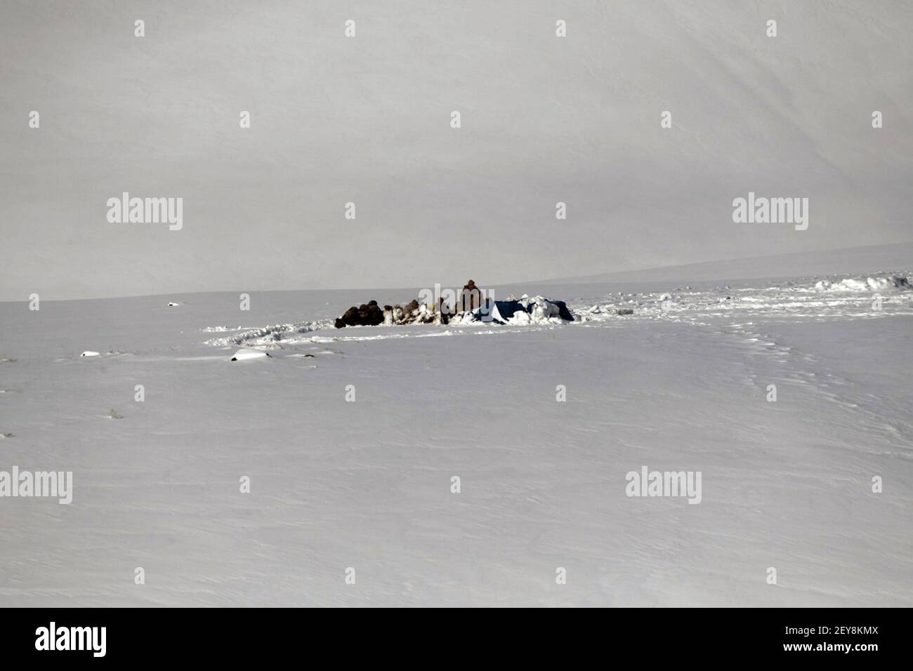 Cougar helicopter hi-res stock photography and images - Alamy