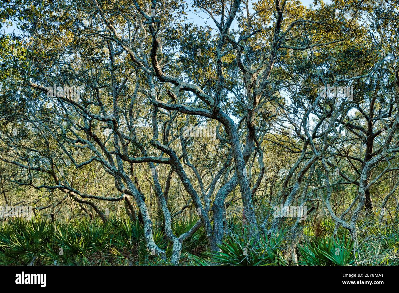 Tangled scrub oak trees in the woods in Panama City Beach, Florida, USA