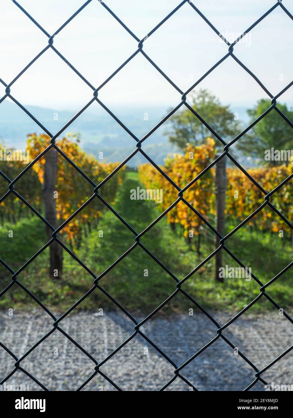 Autumn vineyard. View from behind metal wire mesh fence. Close up. Winemaking concept.  Stock Photo