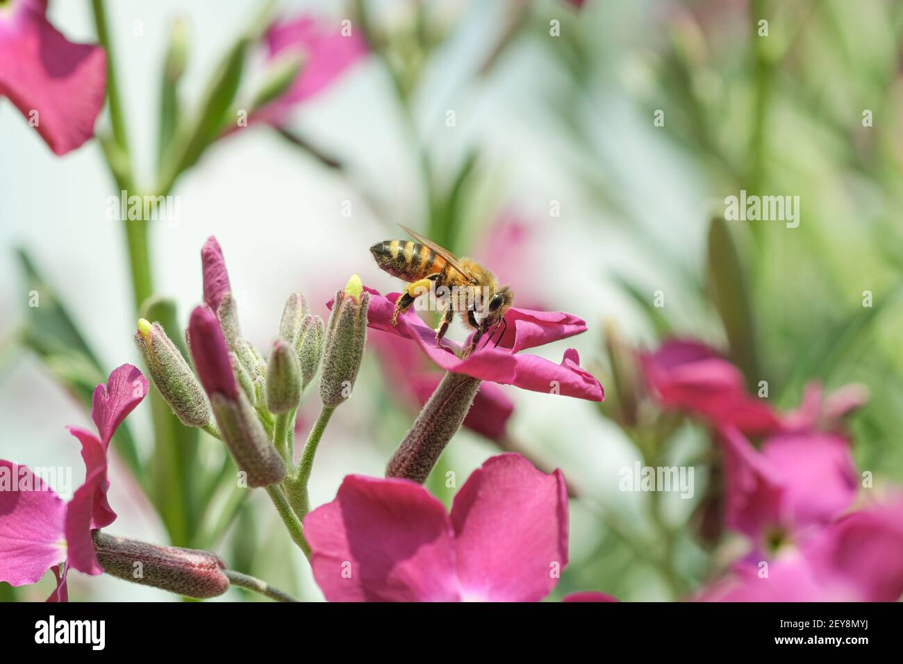 Honey bee while collecting pollen from spring violet flower head,animal insect pollination Stock Photo