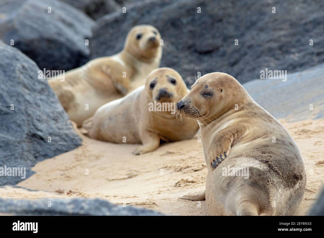 Grey Seal (Halichoerus grypus). LATE season, older pups, lying between imported, deposited, rock sea defences on Waxham beach. Norfolk.  Waxham, Norfolk Stock Photo