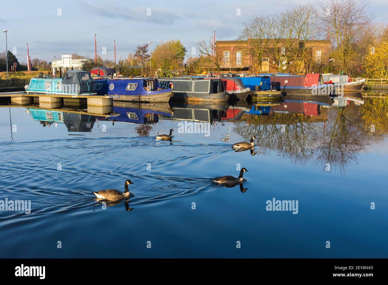 Narrowboats and Canada geese at Droylsden Marina, on the Ashton Canal, Droylsden, Tameside, Manchester, UK.  Droylsden Library building behind. Stock Photo