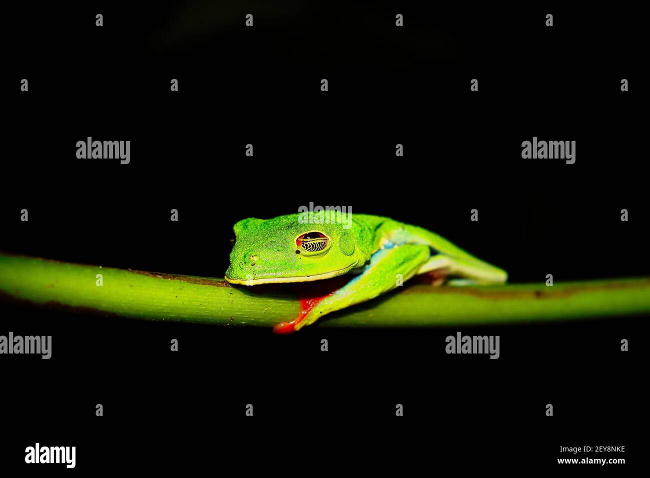 Red Eyed leaf frog Stock Photo