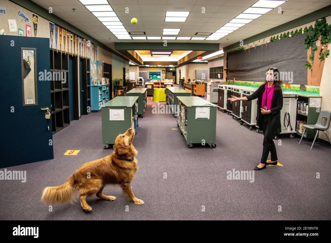 Wearing a face mask due to the coronavirus pandemic, the principal of a California elementary school tosses a tennis ball for the school's 5-year-old Golden Retriever. Stock Photo