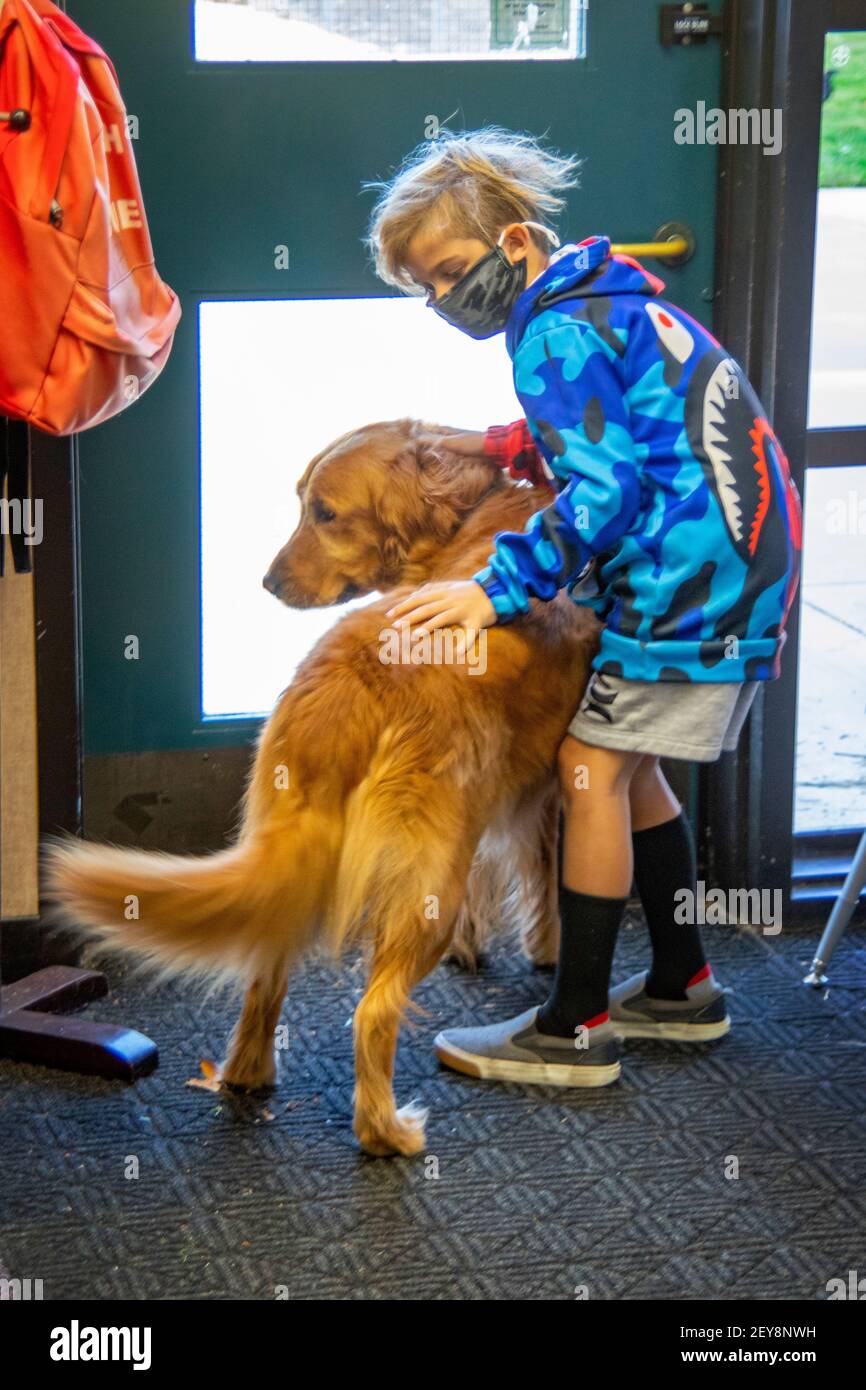 Before class, a third grade student plays with the California elementary school's 5-year-old Golden Retriever. Note face mask due to coronavirus pandemic. Stock Photo