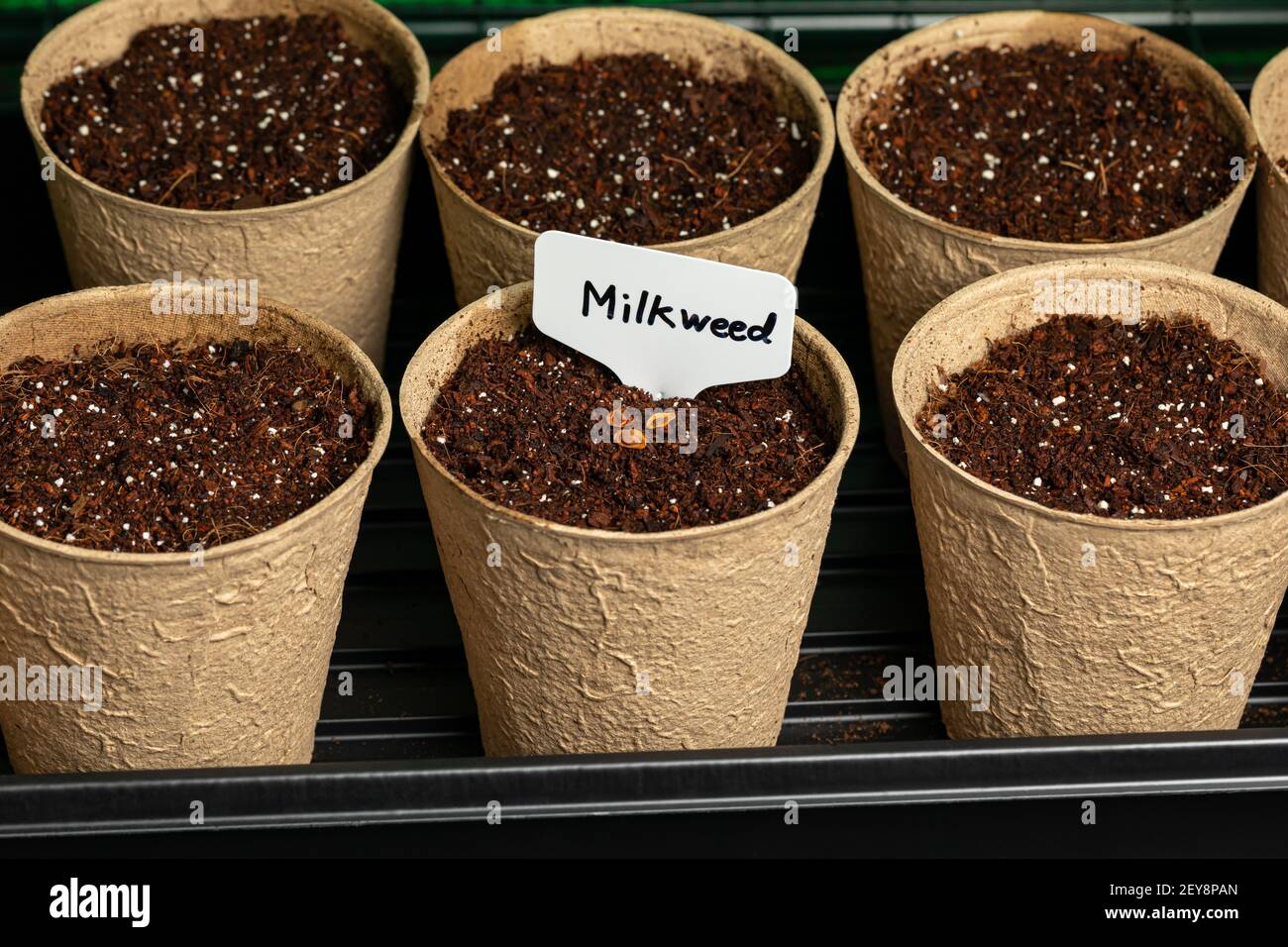 Swamp milkweed seeds in indoor greenhouse. Gardening, horticulture and green thumb concept. Stock Photo