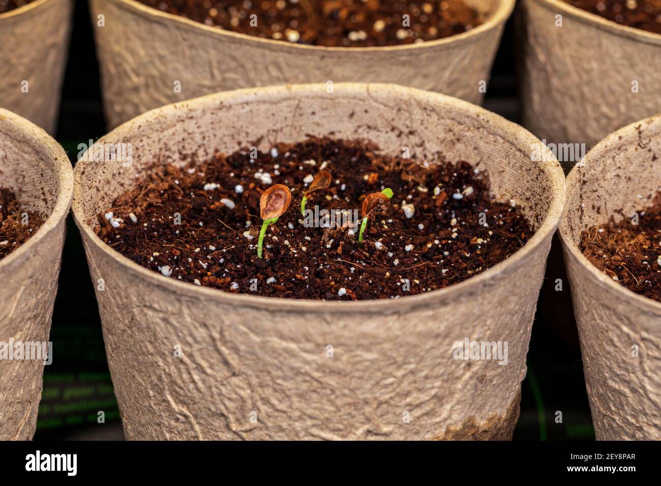 Swamp milkweed seedling growing in indoor greenhouse. Gardening and horticulture concept. Stock Photo