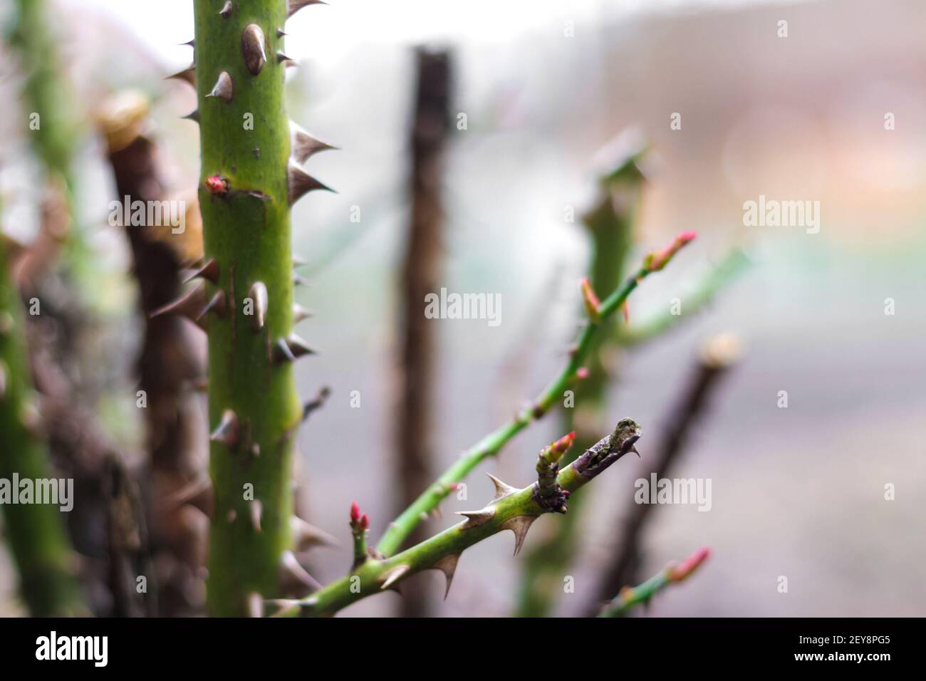 Rose bush thorns hires stock photography and images Alamy