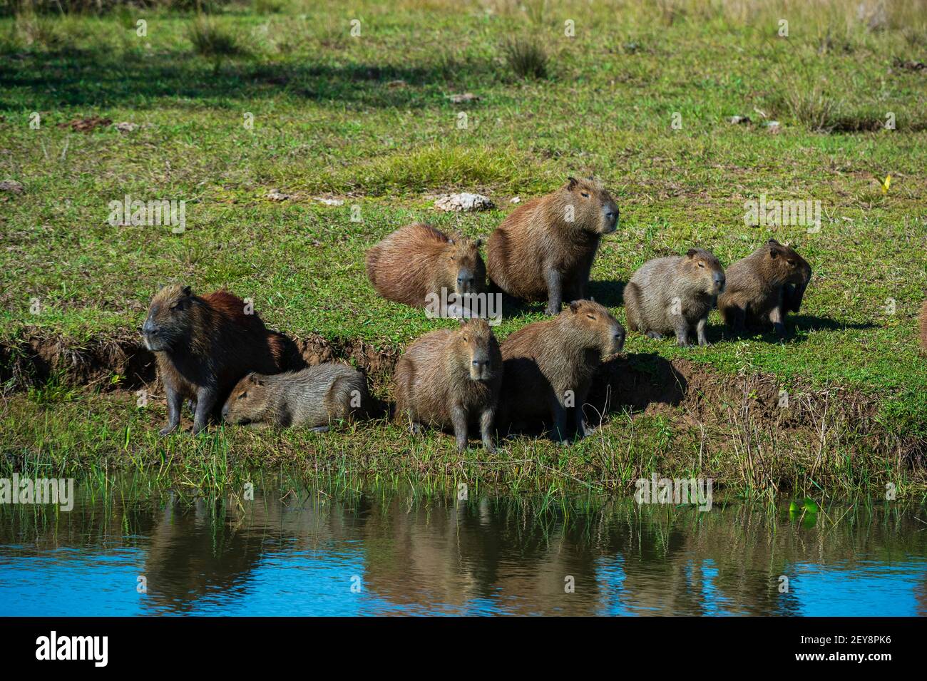 Capybara (Hydorchaeris hydrochaeris), Pantanal, Mato Grosso do Sul, Brazil. Stock Photo