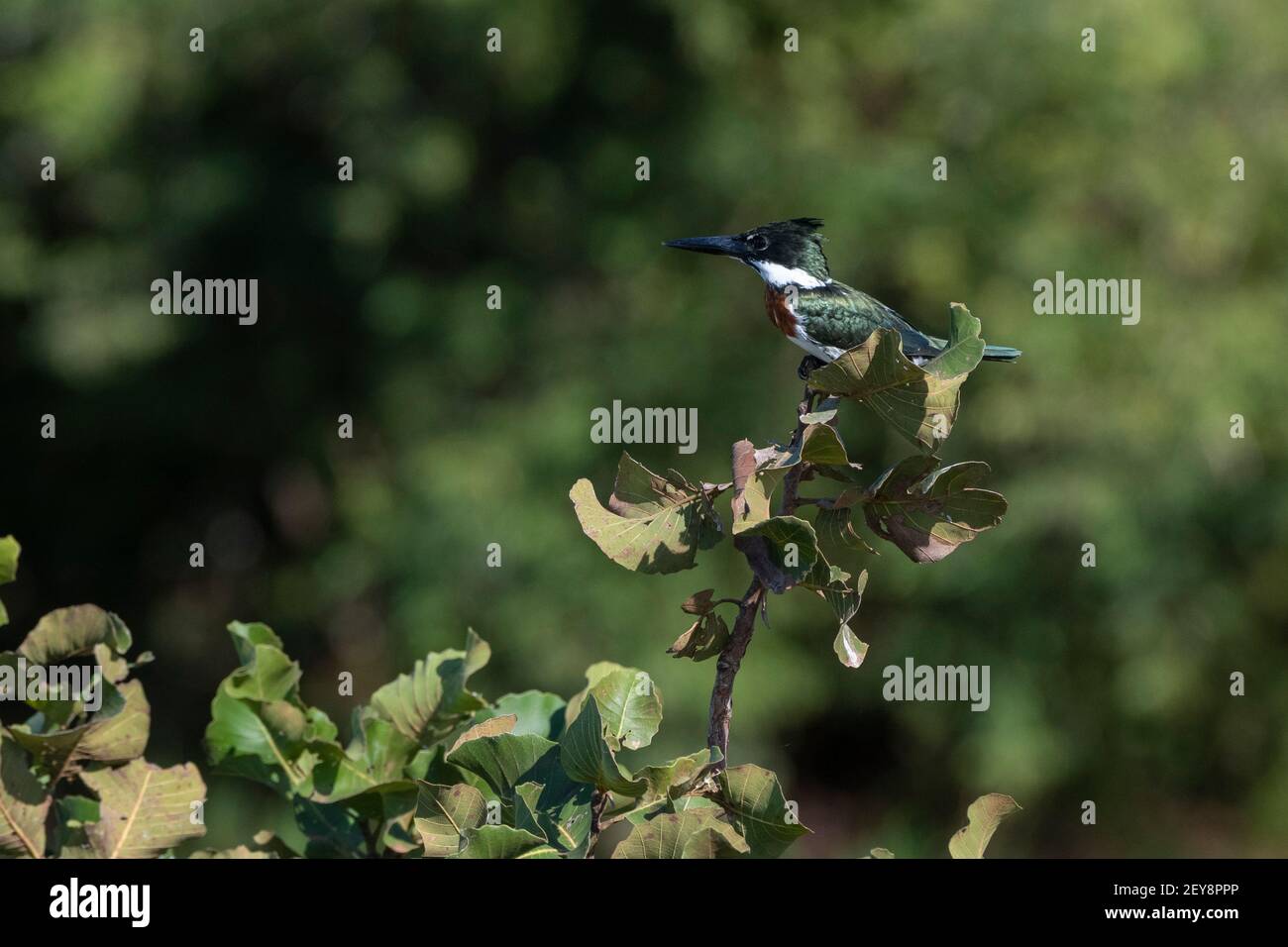 Amazon Kingfisher (Chloroceryle amazona), Pantanal, Mato Grosso do Sul, Brazil. Stock Photo