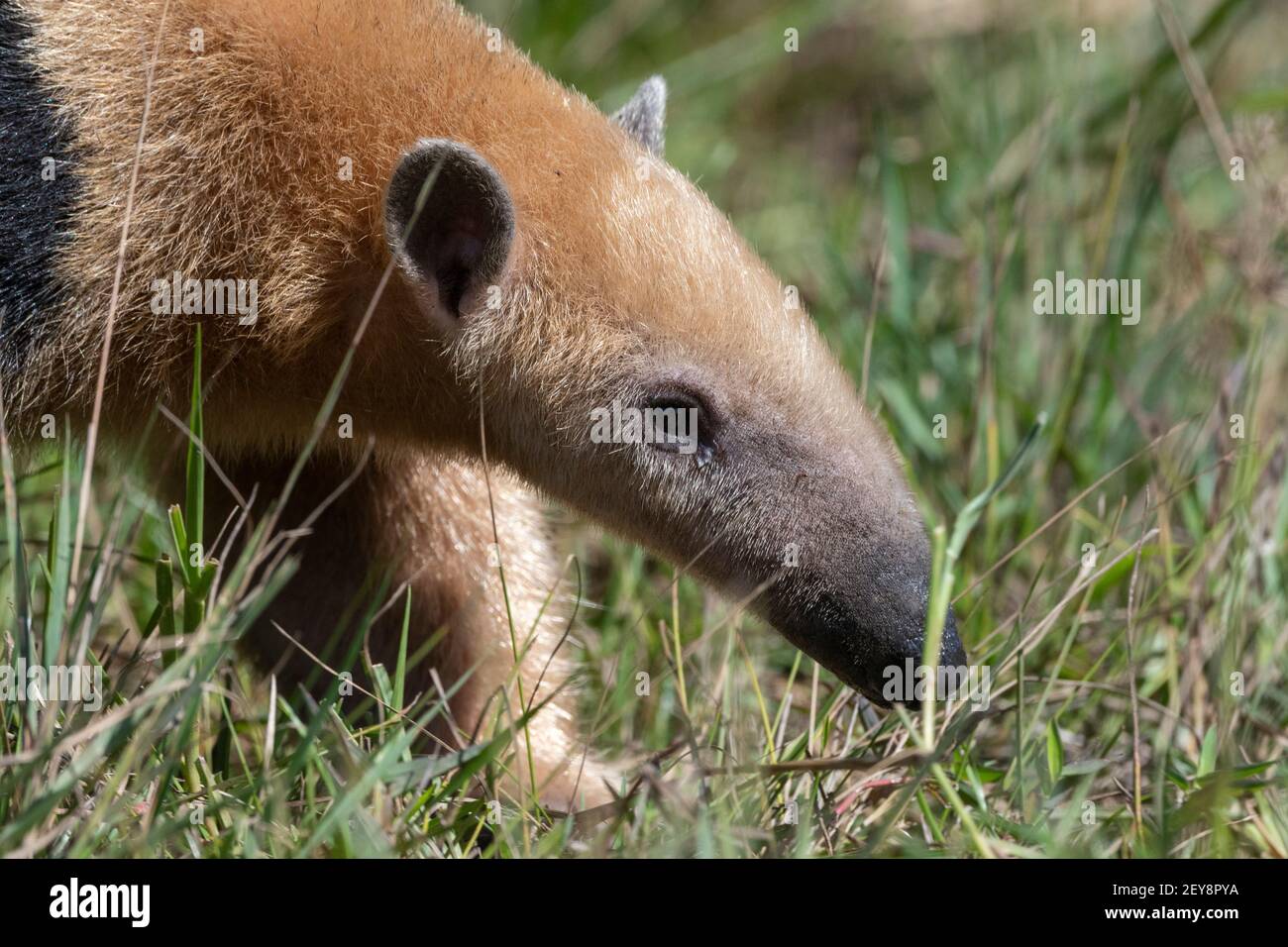 Southern tamandua (Tamandua tetradactyla), Pantanal, Mato Grosso do Sul ...