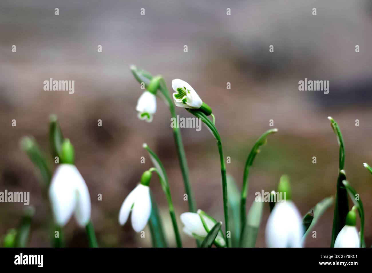 Defocus Snowdrops background. Side view. Snowdrop spring flowers in a clearing in the forest. Blur soil. Snowdrop, symbol of spring. Galanthus, Galant Stock Photo