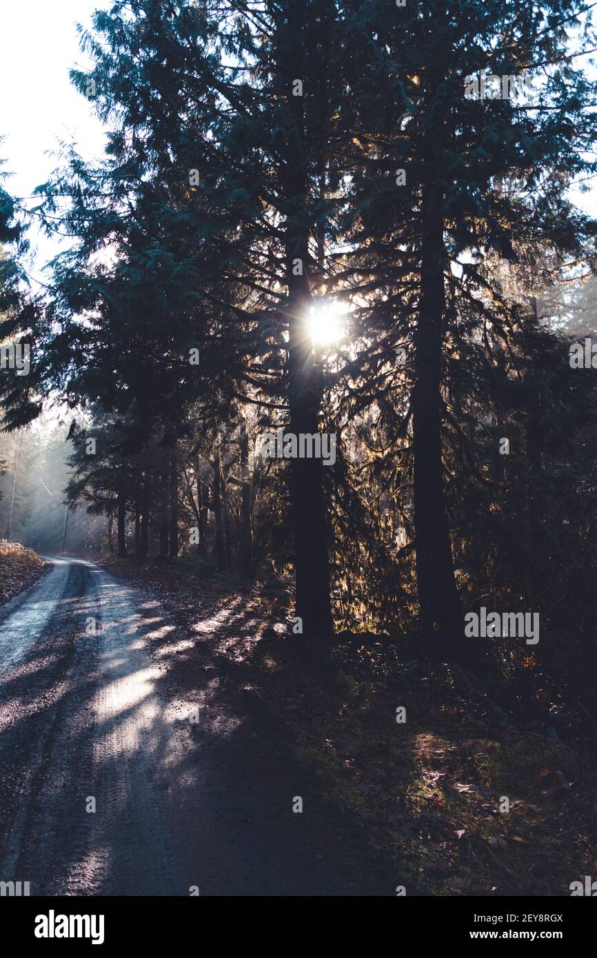 A vertical shot of the sun shining through the trees on the side of a ...