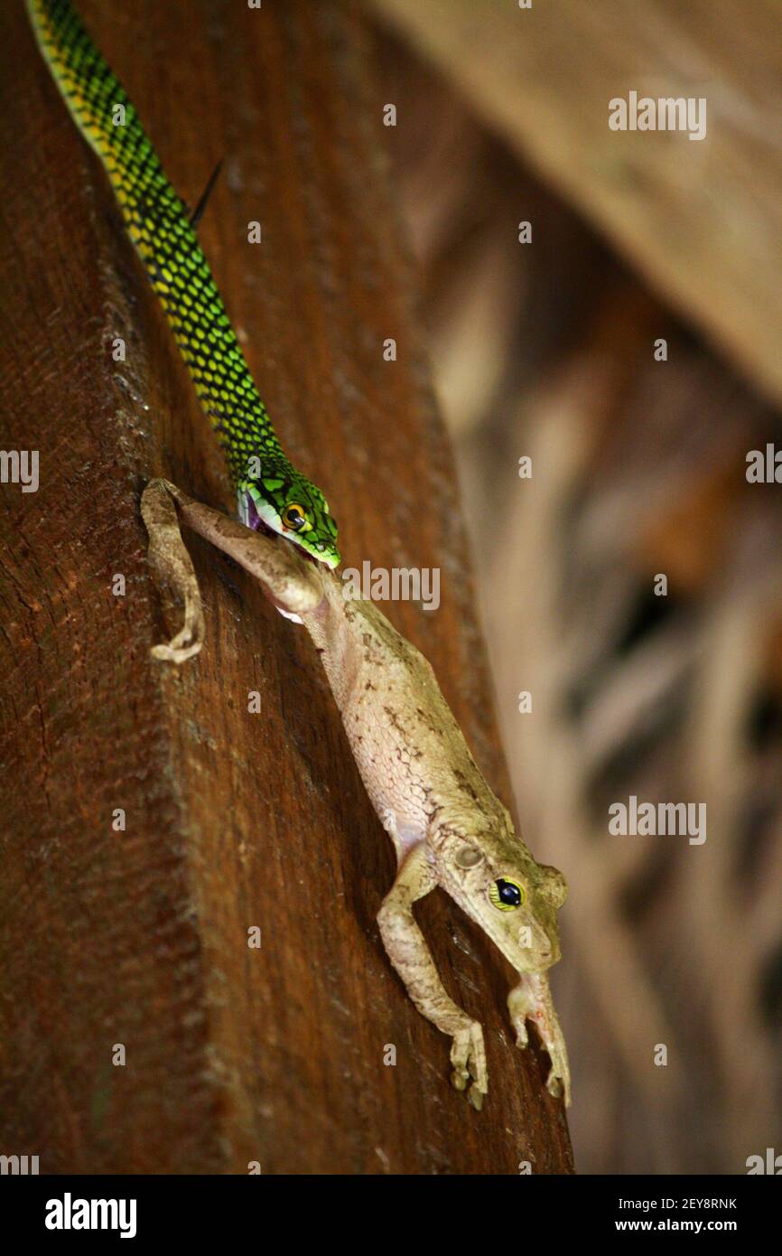 Green snake eating frog in rainforest Cuyabeno Ecuador Stock Photo