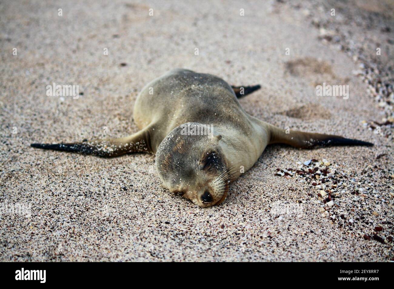 Pup napping in Galapagos beach Stock Photo