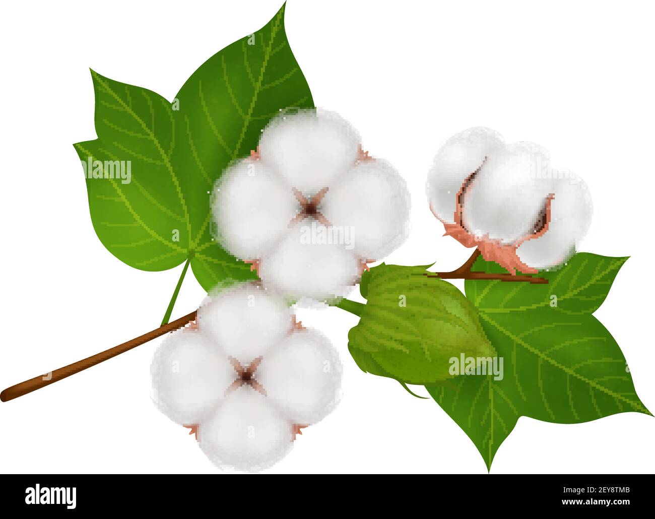 Colored cotton flower branch realistic composition with three beautiful