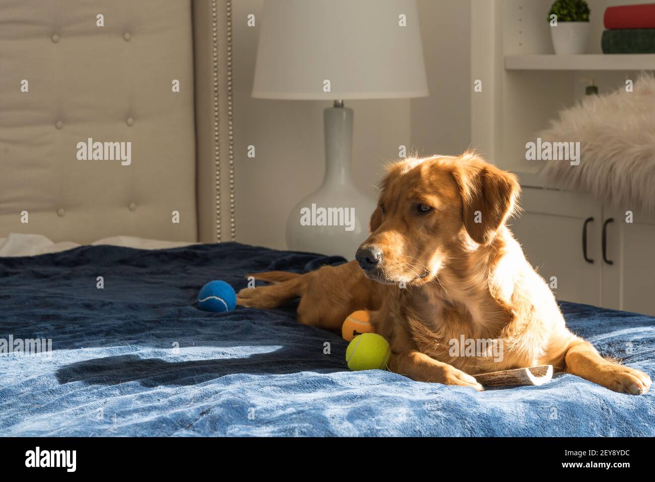 Alert Golden Retriever with Three Tennis Balls on Sunny Blue Bed Stock Photo Alamy
