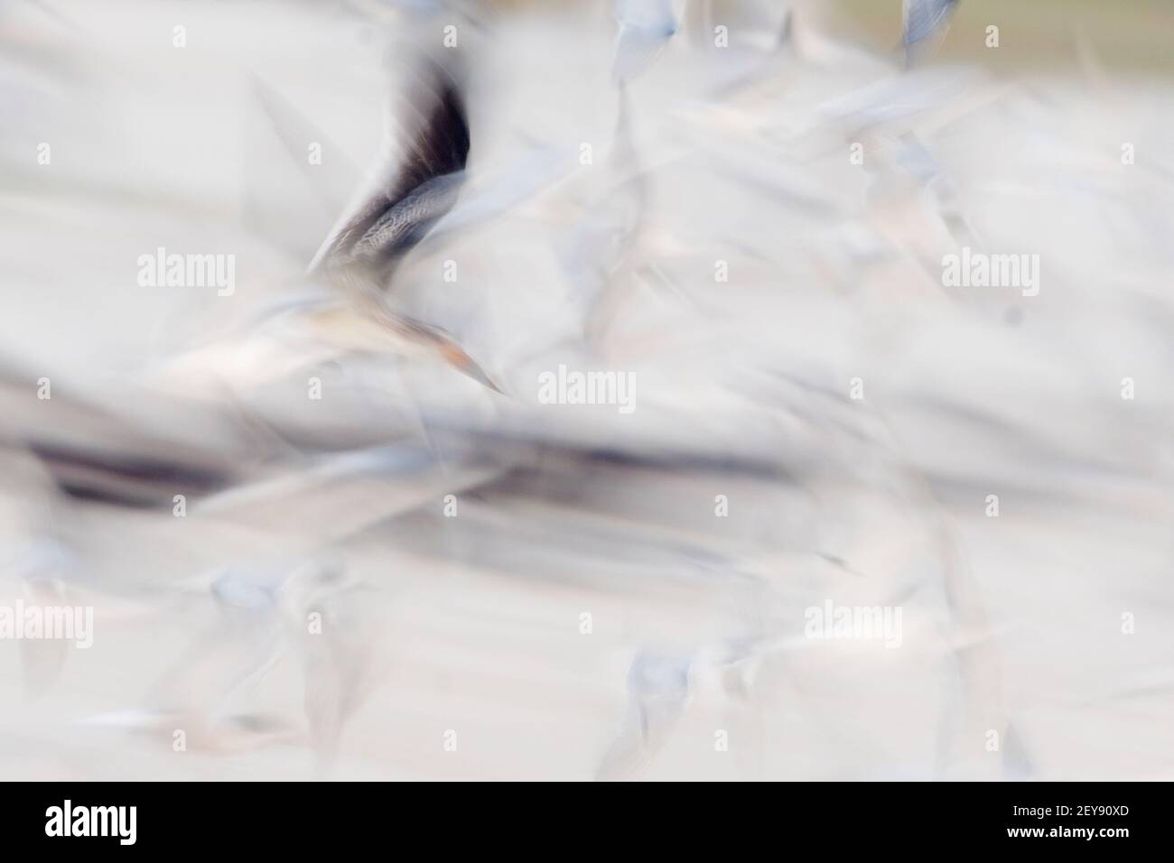 Intentional motion blur of mixed shorebird flock flight Stock Photo