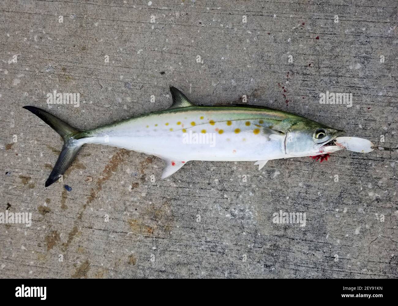 A freshly caught Spanish mackerel on the white fishing lure Stock Photo -  Alamy