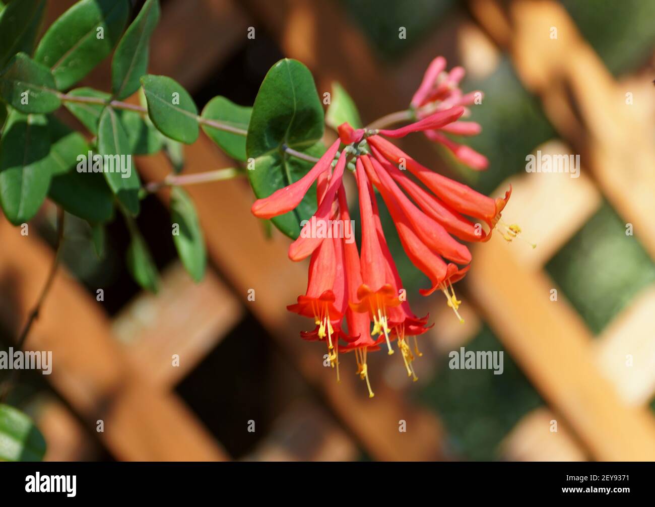 Red color of Trumpet Honeysuckle vine flowers Stock Photo Alamy