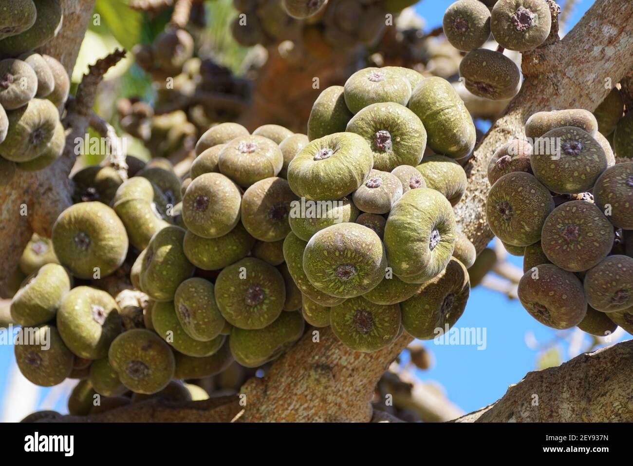 Close up of the cluster of Roxburgh Fig fruits on the tree Stock Photo