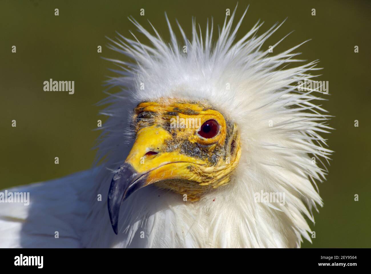 The Egyptian vulture, abanto, guirre or Egyptian vulture (Neophron percnopterus) is a species of accipitriform bird of the Accipitridae family Stock Photo