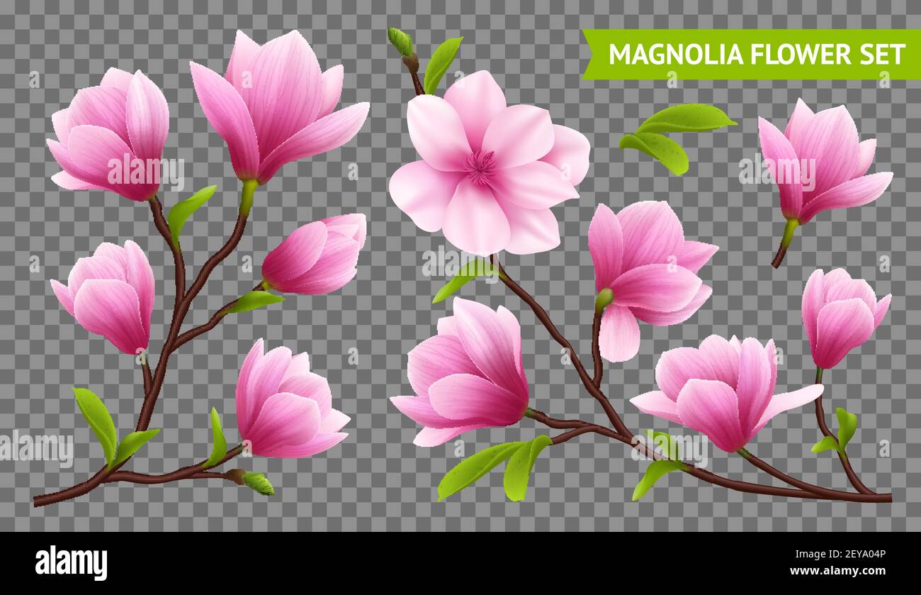 Colored and isolated realistic magnolia flower transparent icon set ...