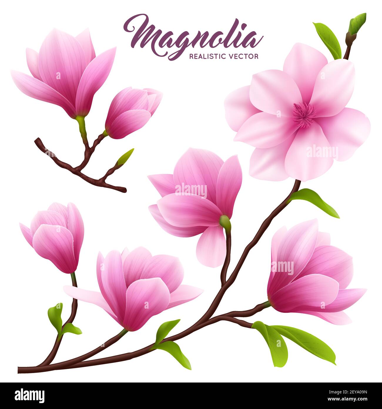 Pink realistic magnolia flower icon set flowers on branch with leaves ...