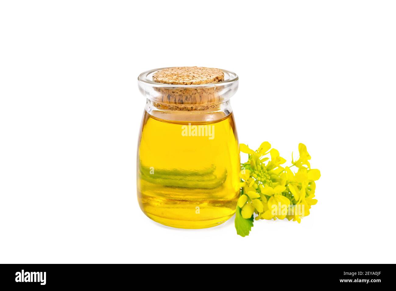 Mustard oil in a glass jar, yellow mustard flowers isolated on white