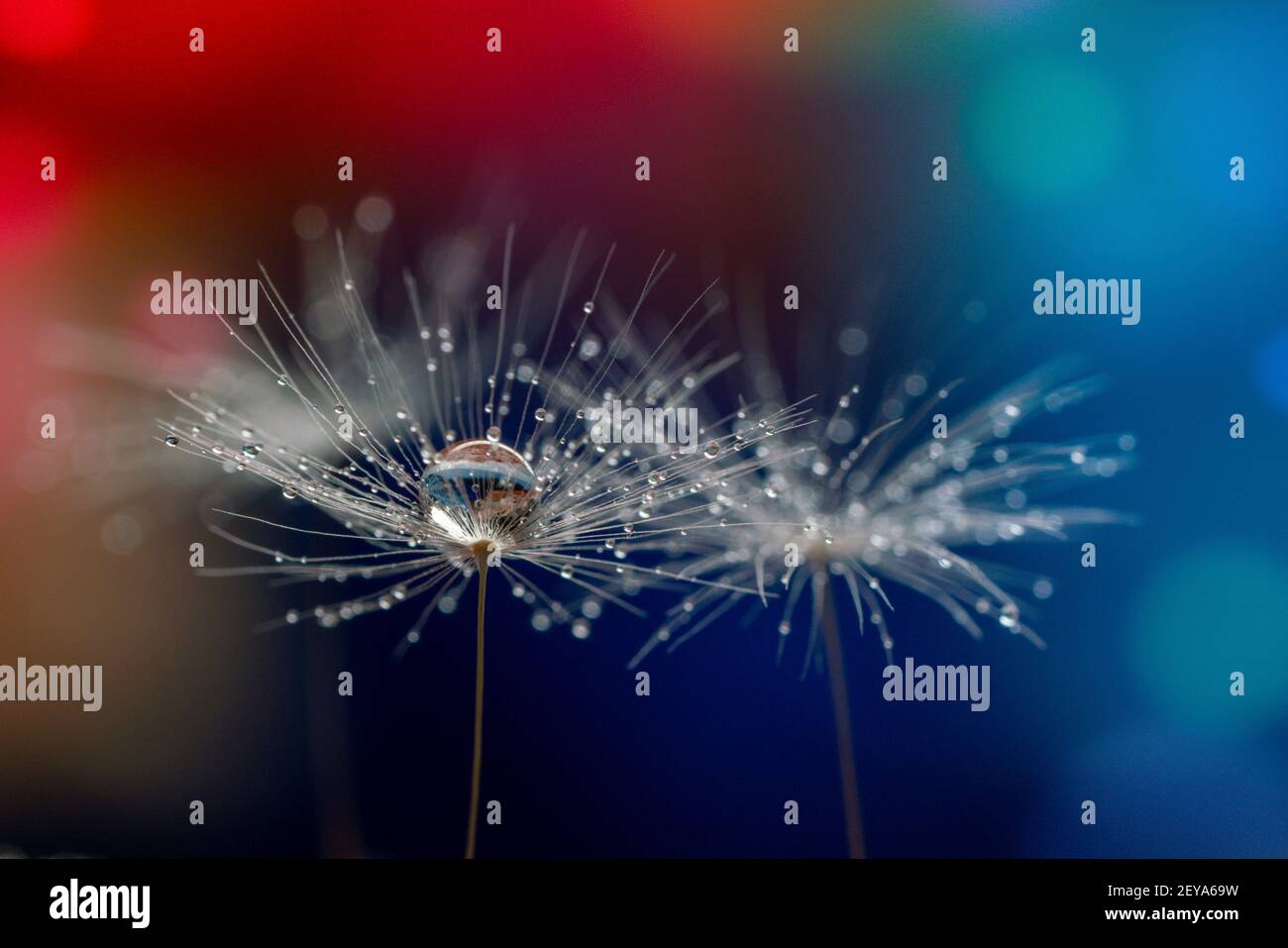 Dandelion seedhead Stock Photo