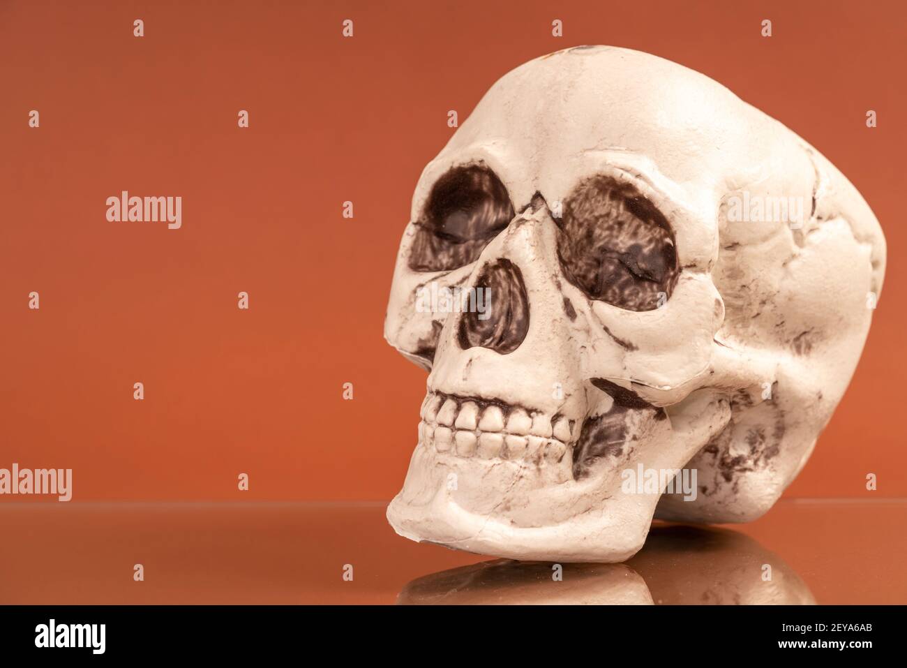 Artificial human skull Stock Photo