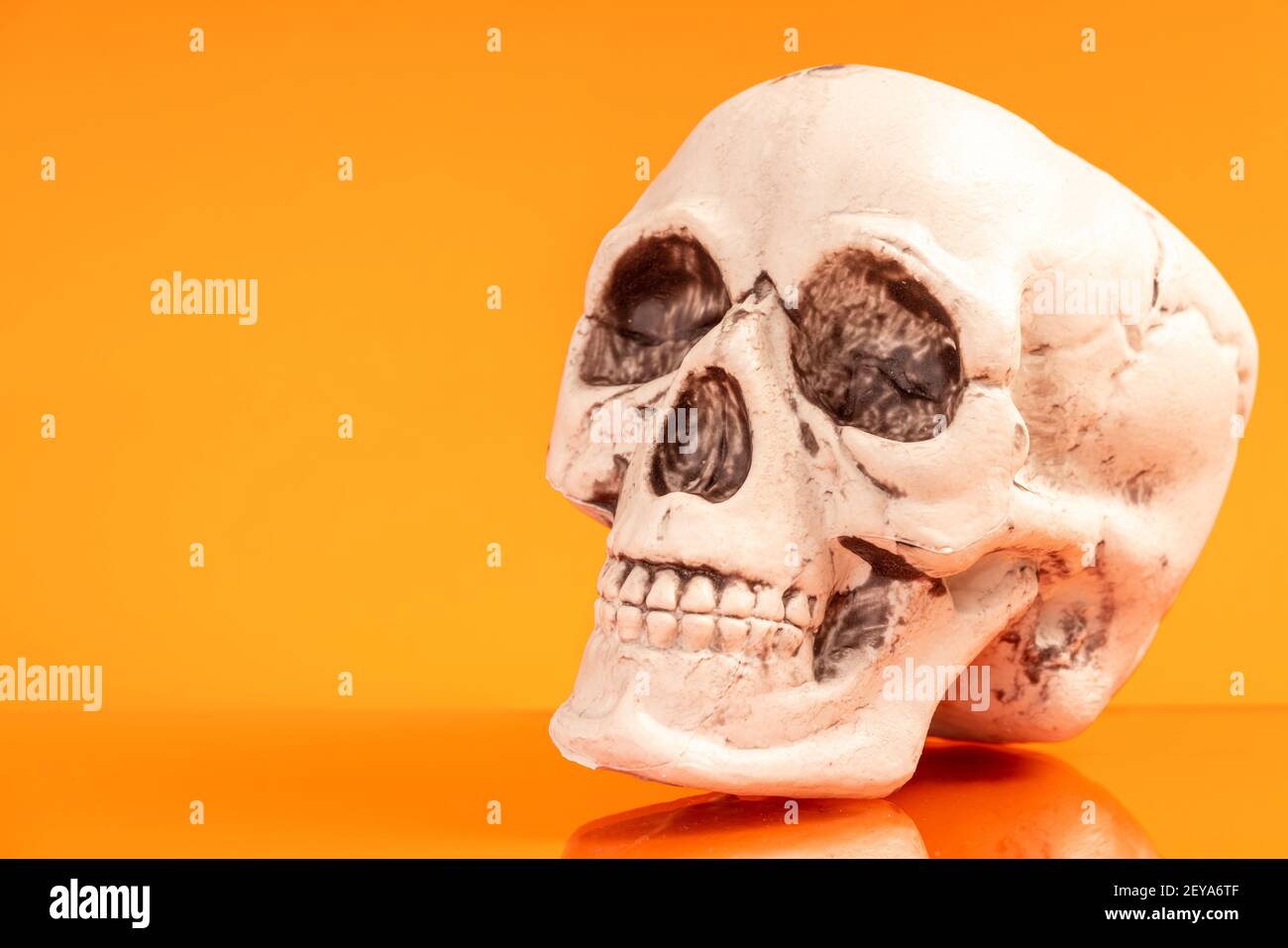 Artificial human skull Stock Photo