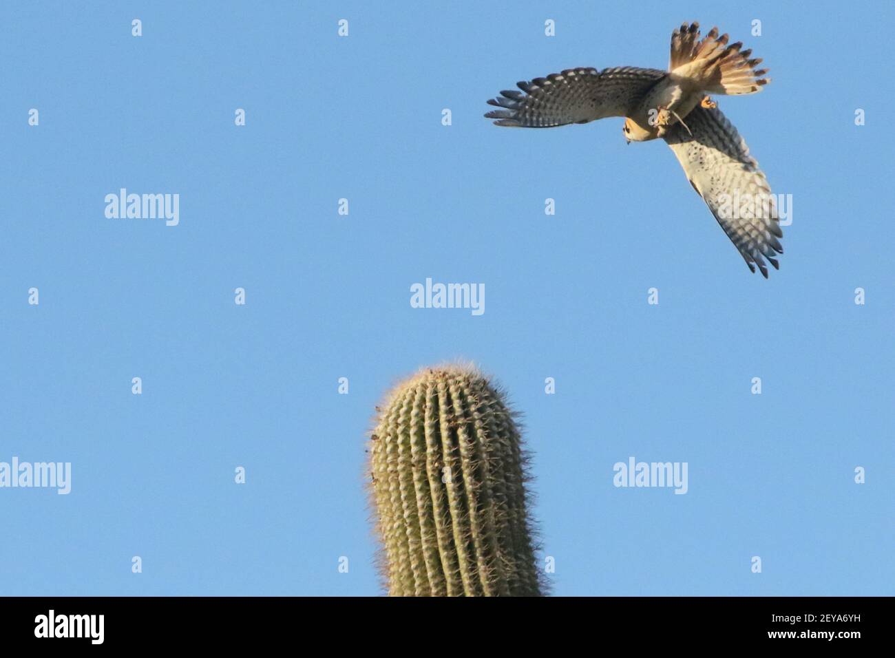 American Kestrel on Saguaro Stock Photo