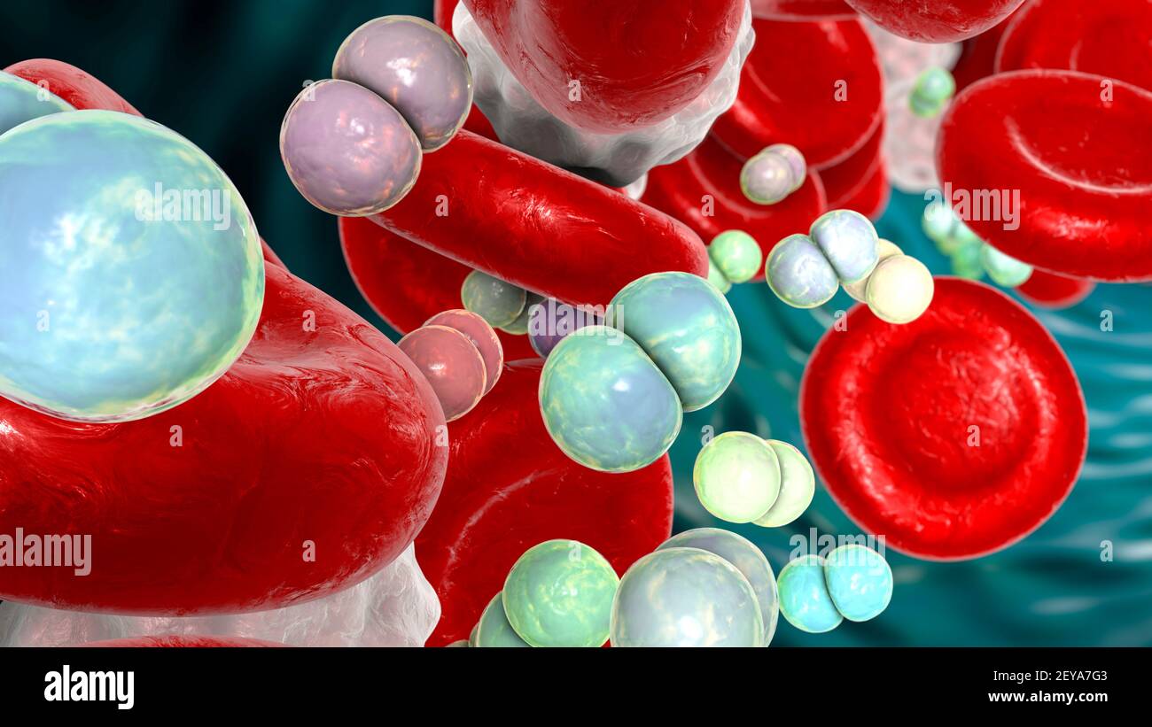 Csf gram negative diplococci hi-res stock photography and images - Alamy