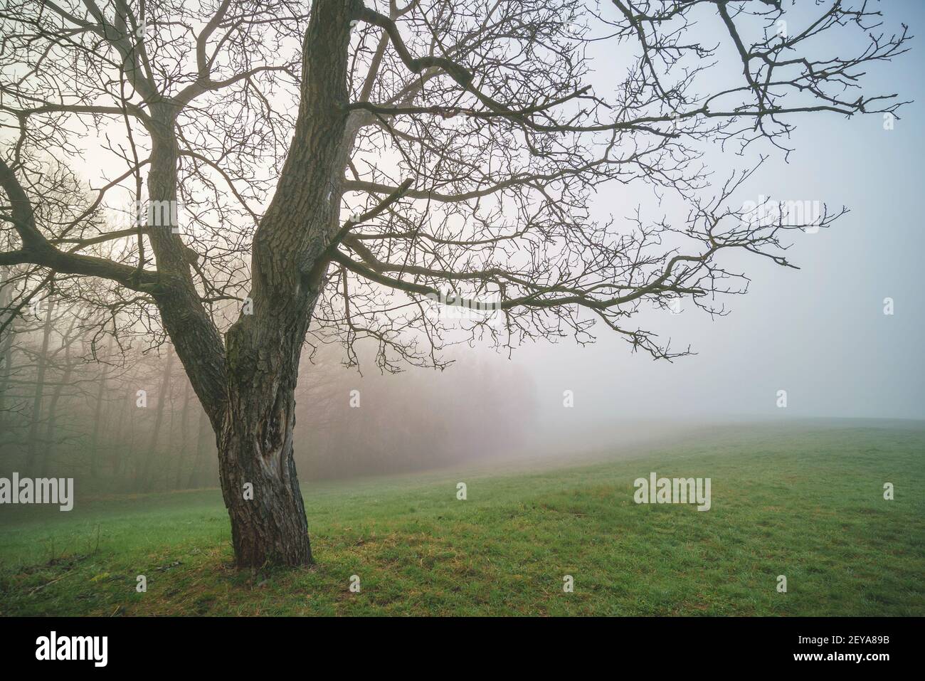 Foggy foggy hi-res stock photography and images - Alamy