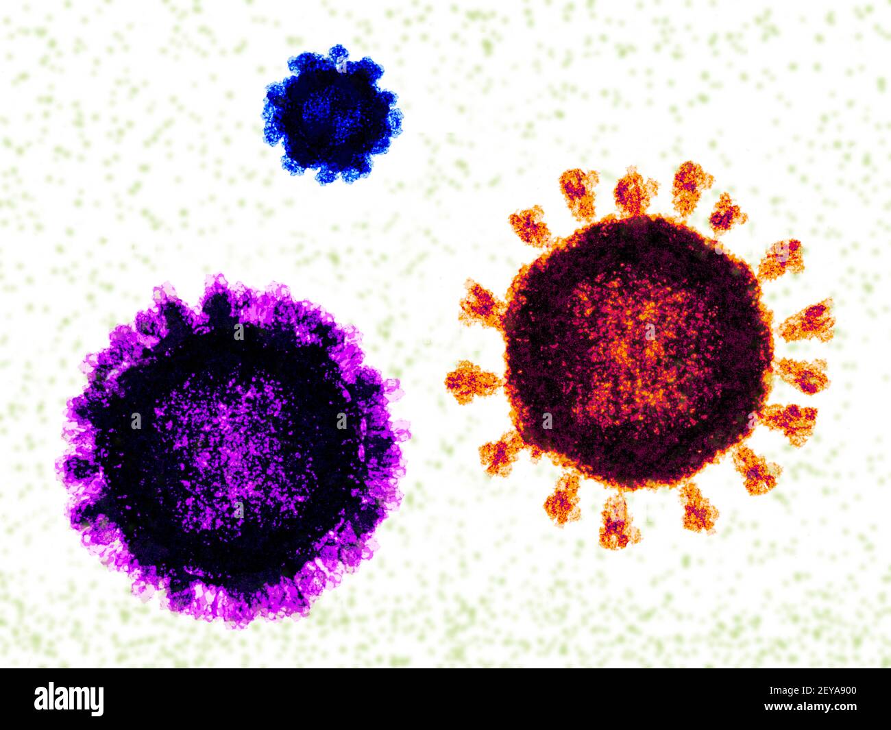 Norovirus, coronavirus and influenza virus,, illustration Stock Photo