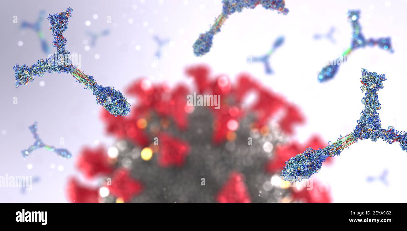 Antibodies attacking coronavirus particle, illustration Stock Photo - Alamy