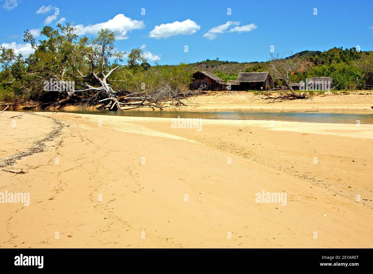 Nosy beach seaweed in indian ocean river Stock Photo - Alamy