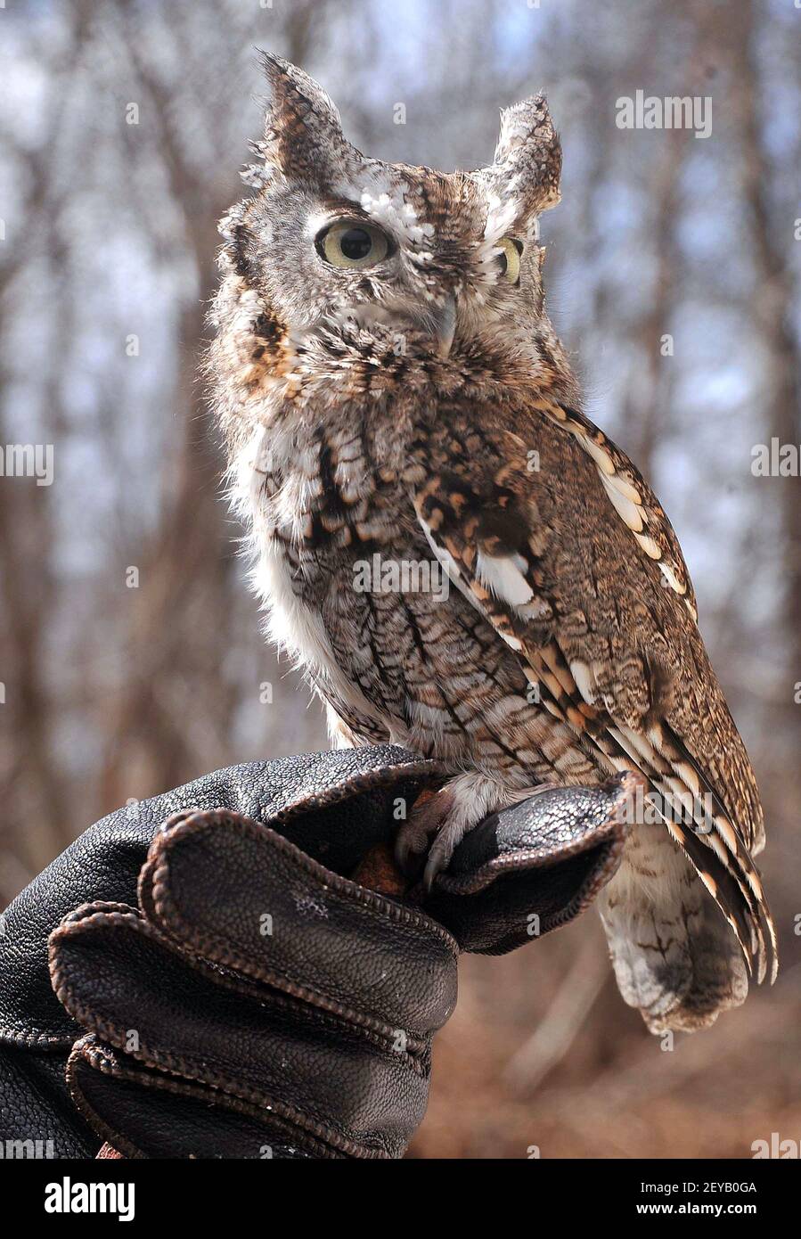 Lydia Gregg and Fabian de KokMercado, Johns Hopkins Universitytrained