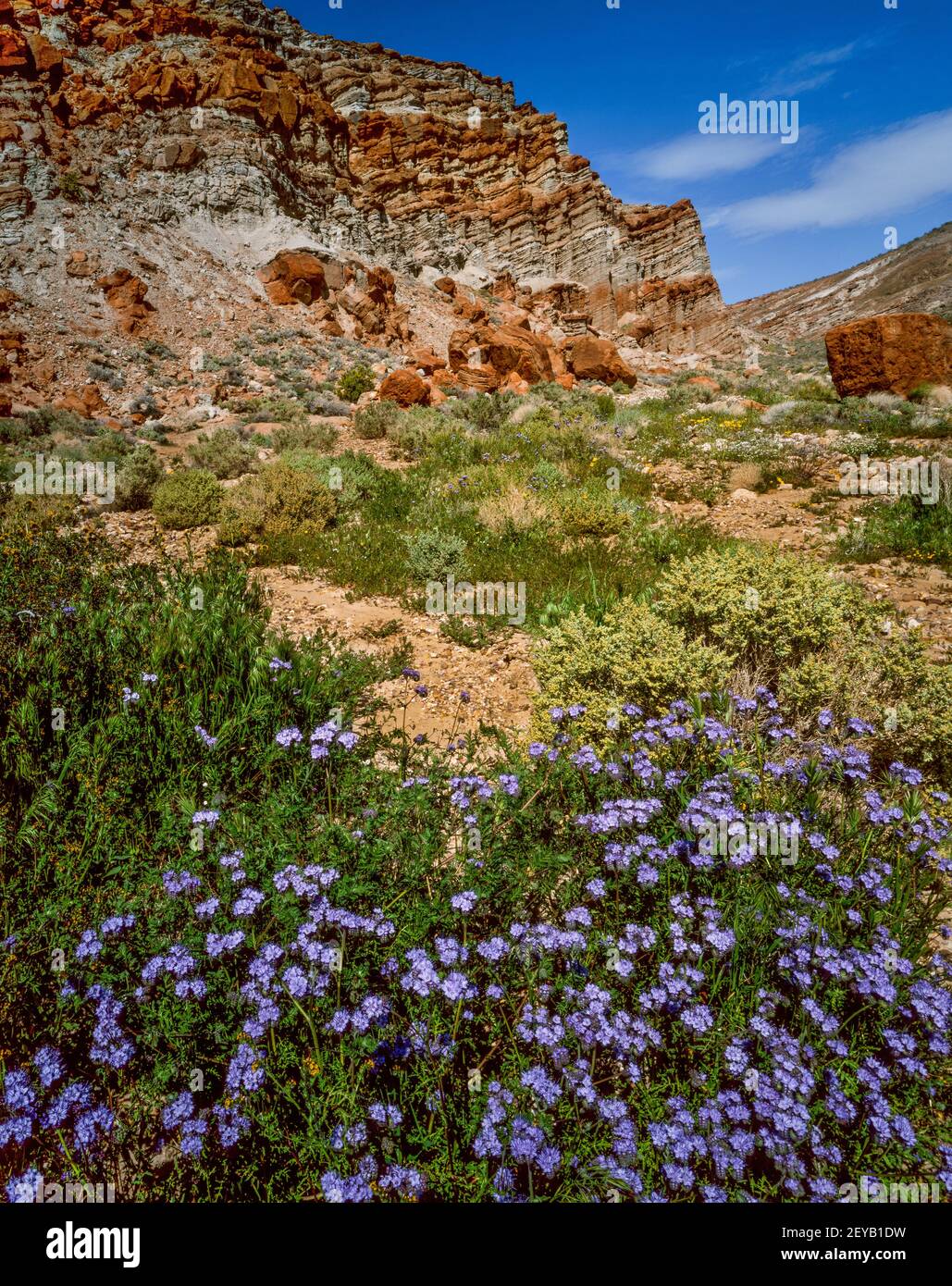 Phacelia Campanularia, Desert Bells, Red Rock Canyon State Park, Kern County, California Stock Photo