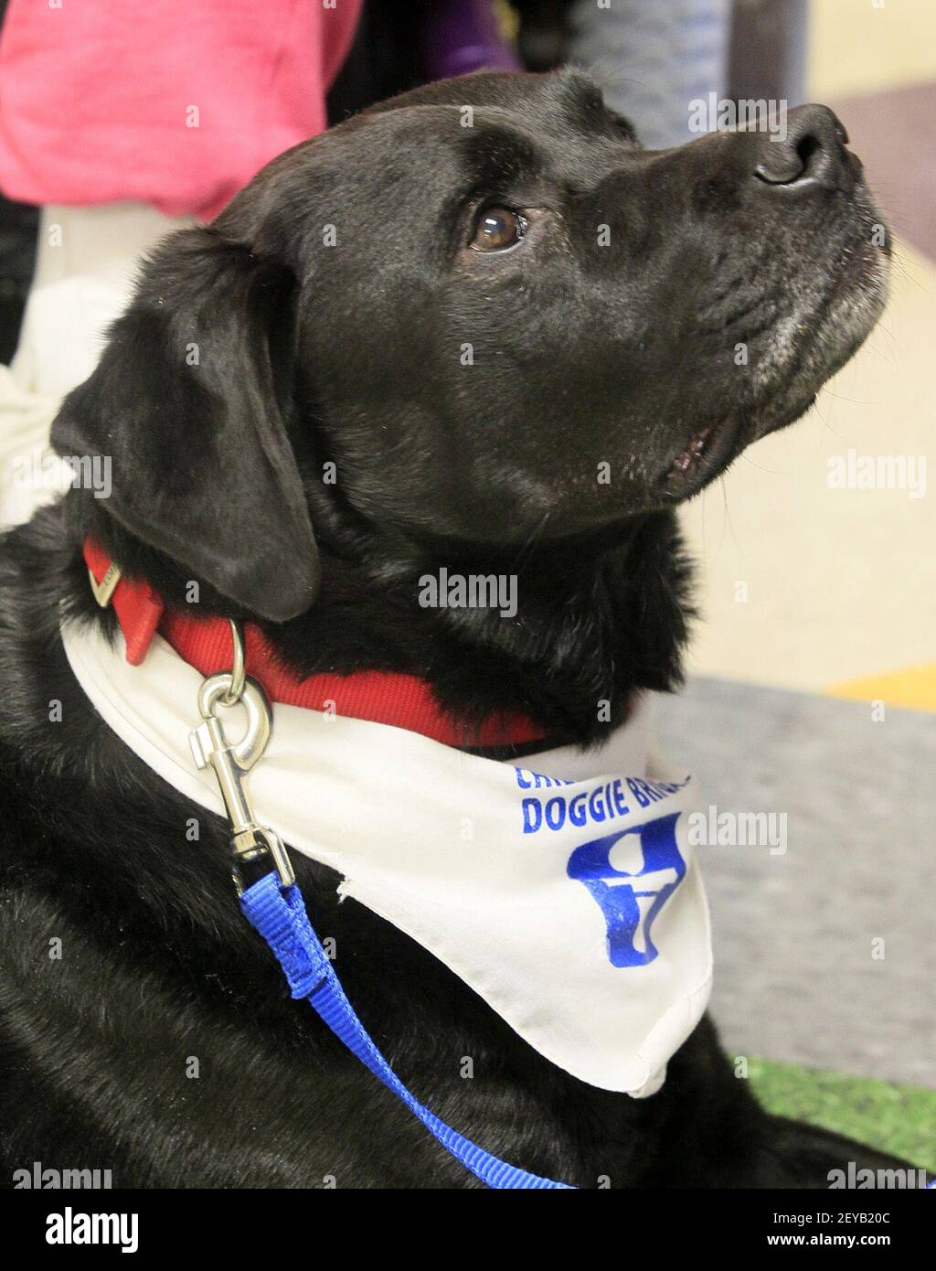 Therpay dog Tank is a member of the Doggie Brigade at the Akron Children's  Hospital in Akron, Ohio. (Photo by Karen Schiely/Akron Beacon  Journal/MCT/Sipa USA Stock Photo - Alamy
