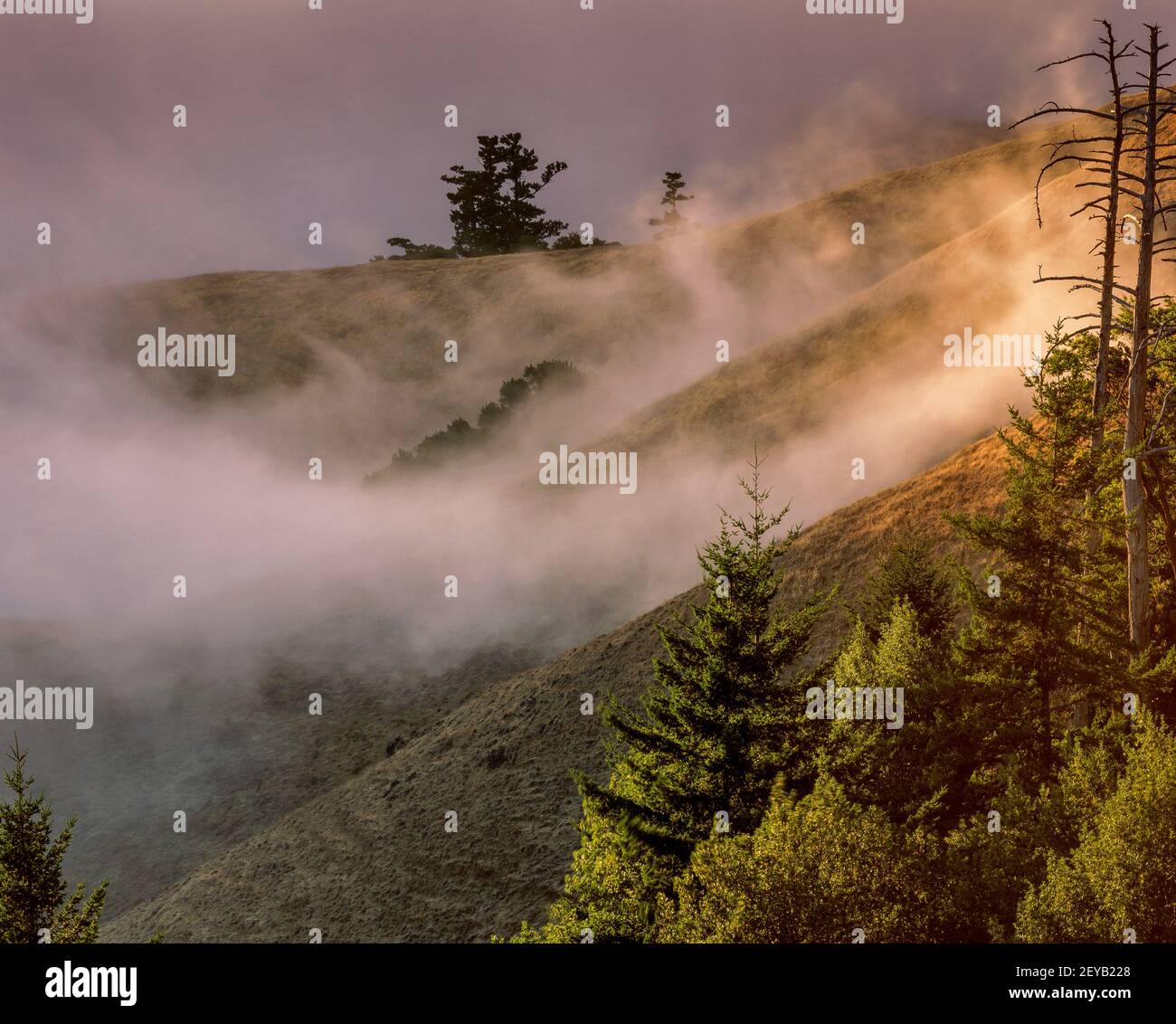 Coastal Fog, Bolinas Ridge, Mount Tamalpais State Park, Golden Gate