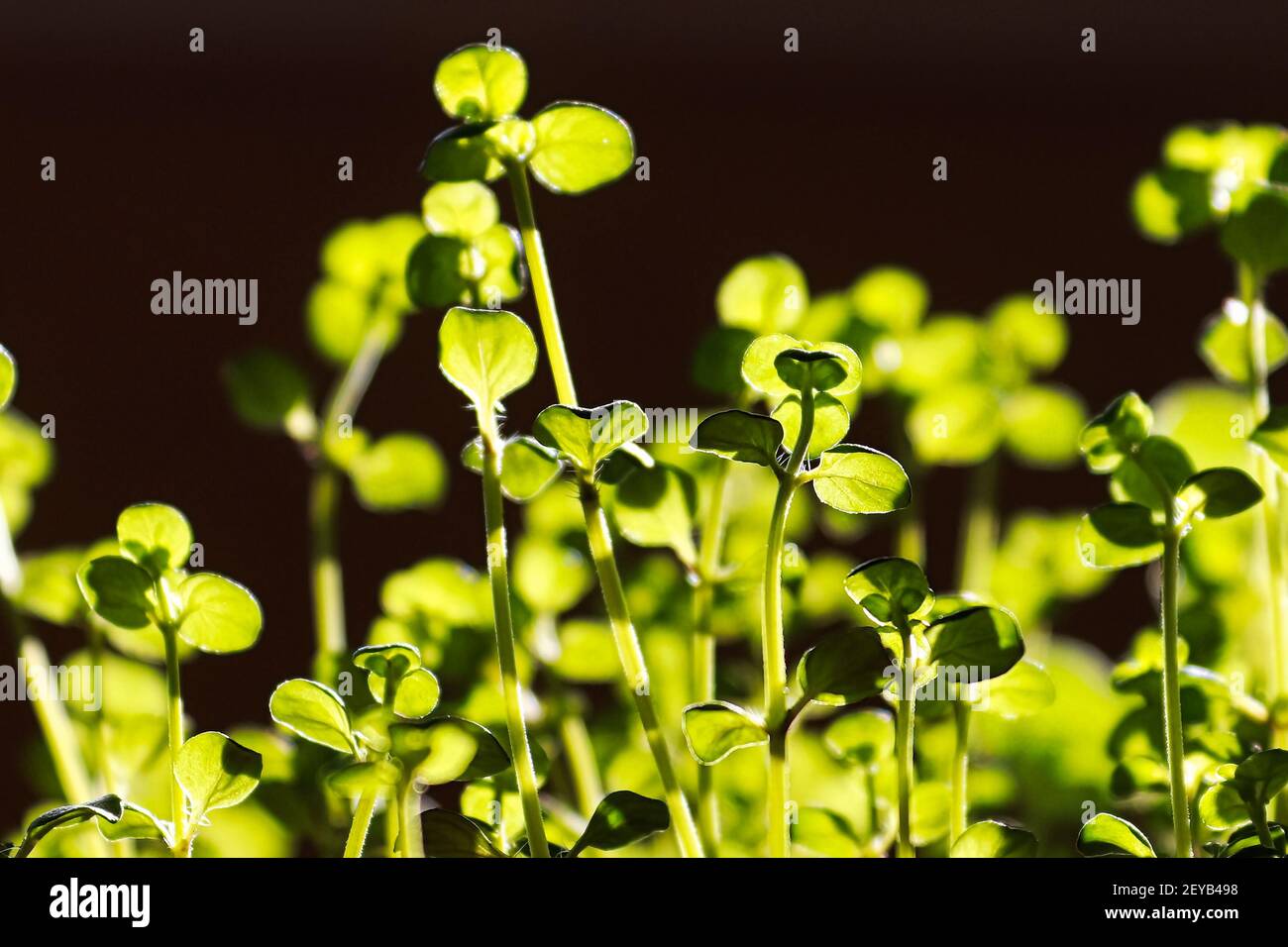 Macro of thyme plant leaves highlighted by sunlight Stock Photo Alamy