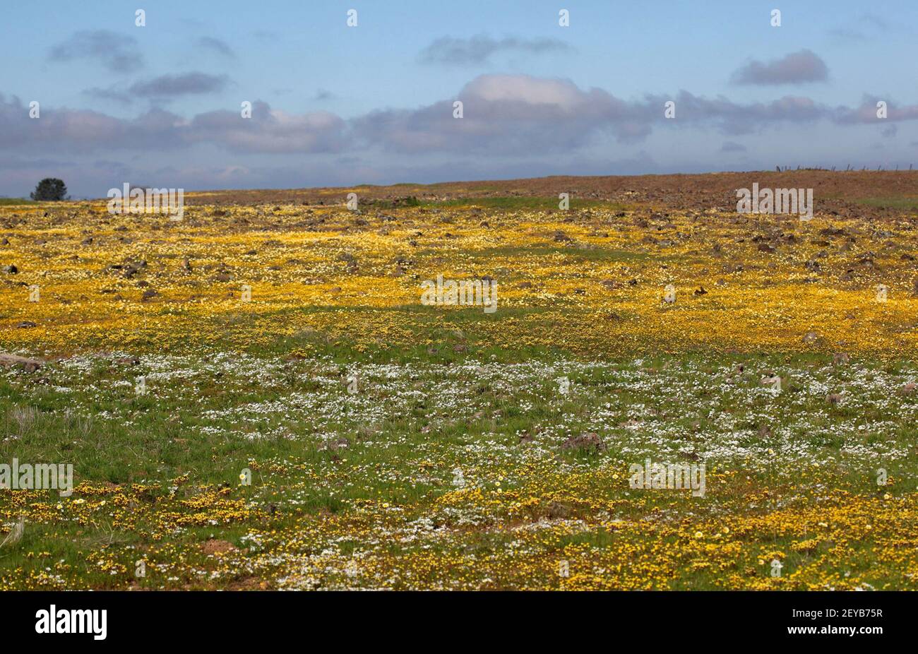 The top of a Kennedy Table Mountain on the Topping Ranch is awash with
