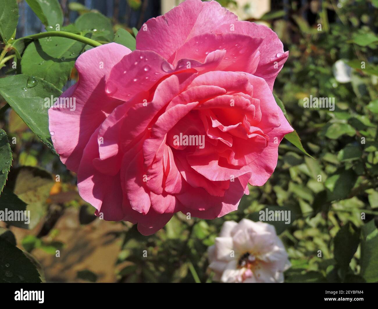 A closeup shot of a pink beautiful rose with raindrops on it Stock ...