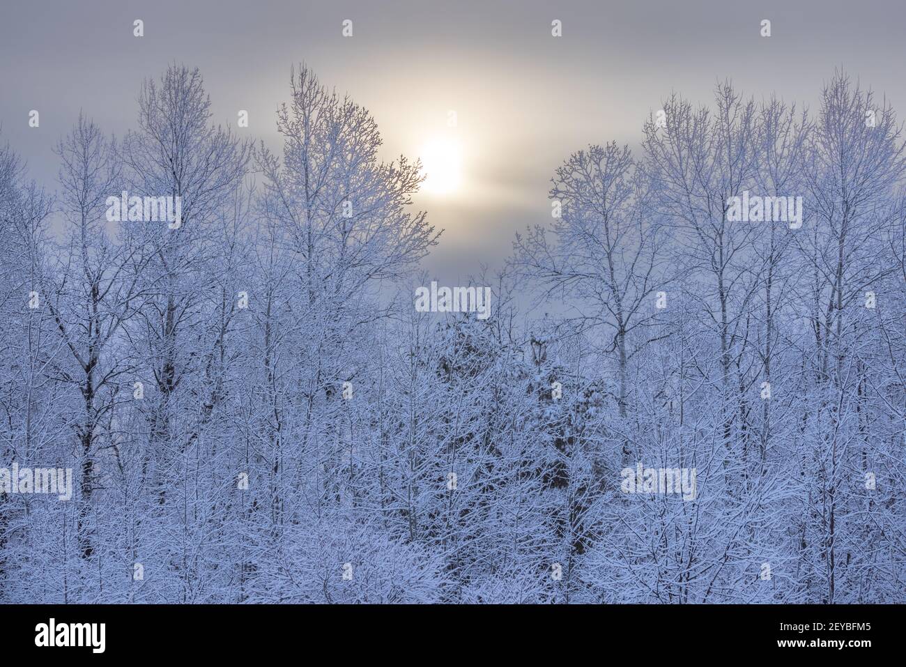 Beautiful winter landscape in northern Wisconsin. Stock Photo