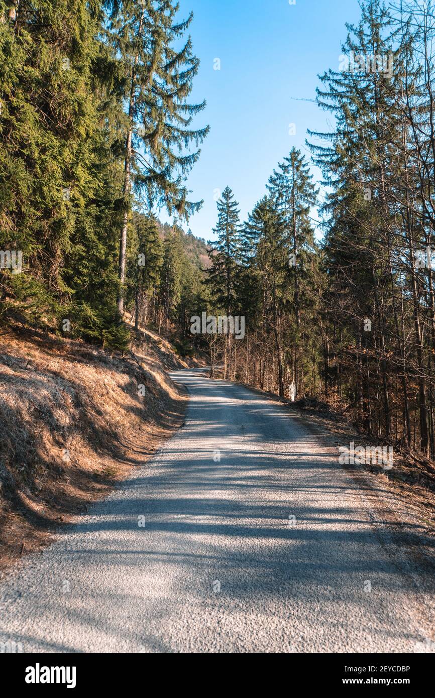 A vertical shot of a narrow pathway surrounded by pine trees Stock ...