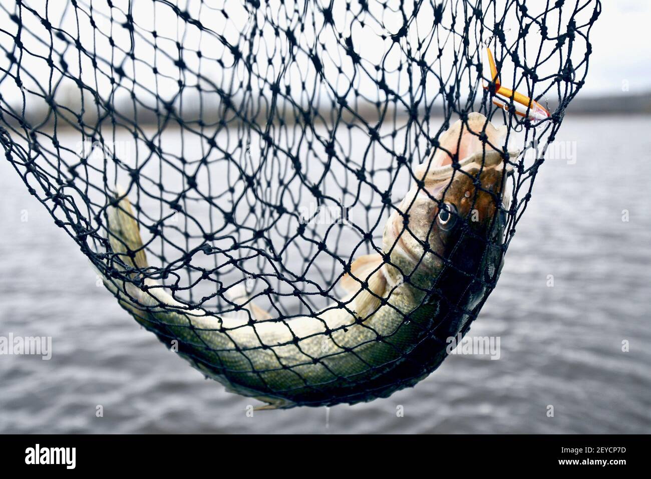 https://c8.alamy.com/comp/2EYCP7D/a-25-inch-walleye-caught-on-the-st-louis-river-saturday-near-duluth-by-chris-edquist-of-superior-fills-out-a-landing-net-edquist-used-a-jointed-orange-colored-crankbait-to-catch-the-fish-during-the-minnesota-fishing-opener-may-11-2013-photo-by-clint-austinduluth-news-tribunemctsipa-usa-2EYCP7D.jpg