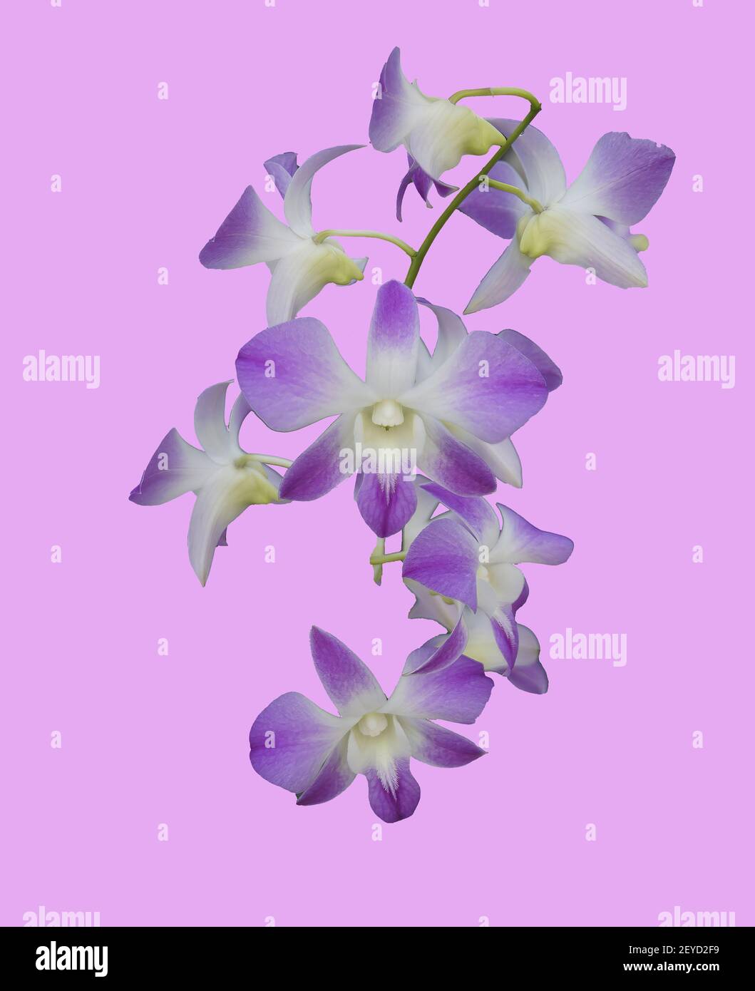 A closeup shot of white-purple dendrobium phalaenopsis flower on the light purple background Stock Photo