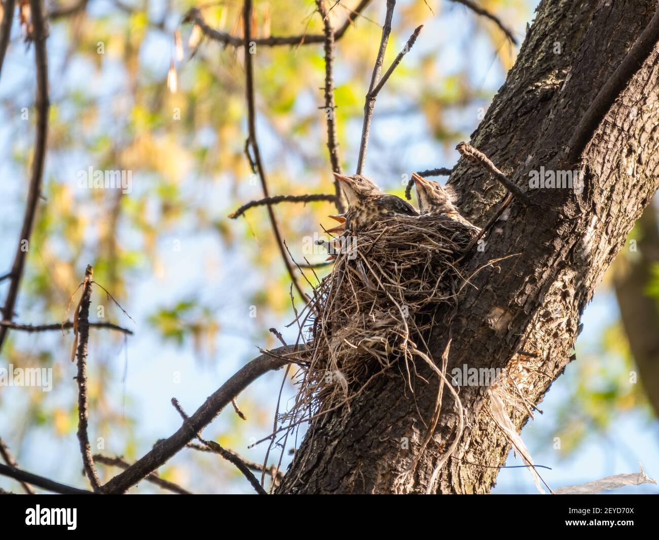 Five Chicks of Thrush fieldfare, Turdus pilaris, in a nest. The ...